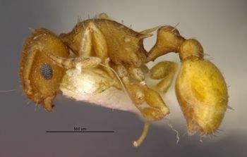Media type: image;   Entomology 32436 Aspect: habitus lateral